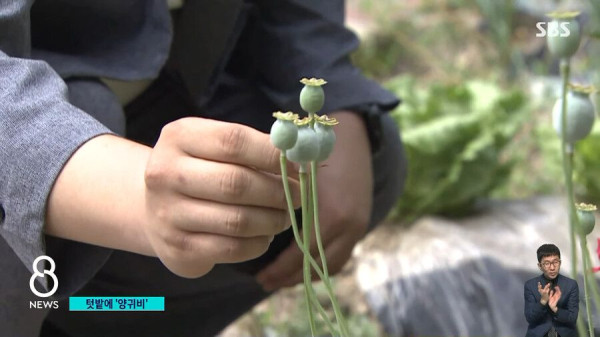 할머니들이 쌈 싸먹는다는 식물